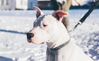 White dog in snow