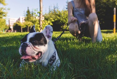 Dog sitting in the grass