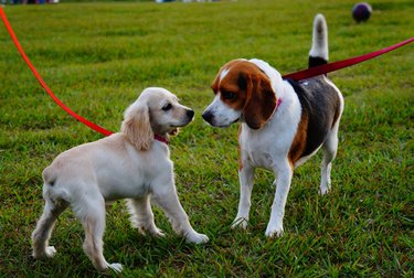 Two dogs on leashes