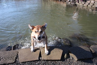 A dog climbing out of the water at Marymoor Park